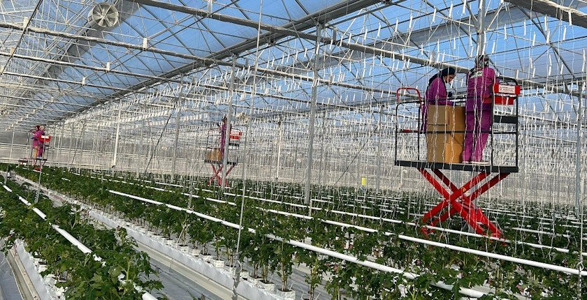 Yediyol-Turkish-geothermal-heated-greenhouse-firm-Netherlands-food-exports